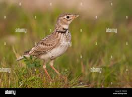 Image result for Melanocorypha calandra