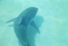 Image result for Furgaleus macki