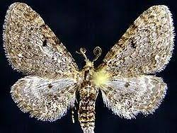 Attēlu rezultāti vaicājumam “Eupithecia lanceata”