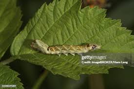 Attēlu rezultāti vaicājumam “Thyatira batis imago”