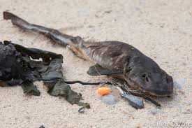 Image result for Triakis megalopterus