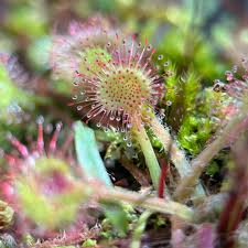 Attēlu rezultāti vaicājumam “Drosera rotundifolia flower”