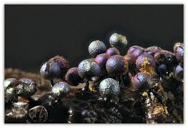 Attēlu rezultāti vaicājumam “Lamproderma ovoideum”