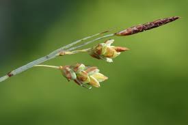 Attēlu rezultāti vaicājumam “Carex limosa”