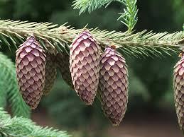 Attēlu rezultāti vaicājumam “Picea”