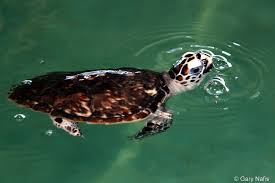 Image result for Eretmochelys imbricata