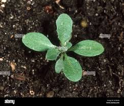 Attēlu rezultāti vaicājumam “Capsella bursa-pastoris leaf”