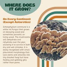 Attēlu rezultāti vaicājumam “Schizophyllum commune”