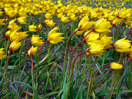 Attēlu rezultāti vaicājumam “Tulipa sylvestris”