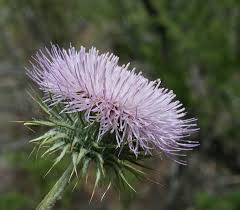Attēlu rezultāti vaicājumam “Cirsium acaule flower”