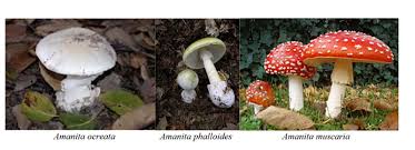 Attēlu rezultāti vaicājumam “Amanita phalloides”