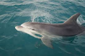 Image result for Tursiops truncatus