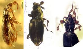 Attēlu rezultāti vaicājumam “Endomychidae”