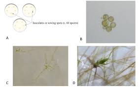 Attēlu rezultāti vaicājumam “Leptobryum pyriforme sporophyte”