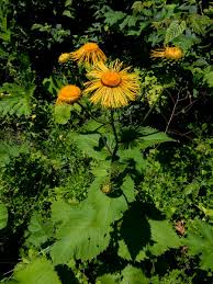 Attēlu rezultāti vaicājumam “Telekia speciosa”