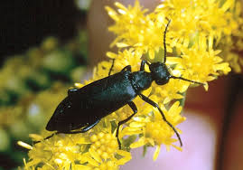 Attēlu rezultāti vaicājumam “Meloe sp. imago”