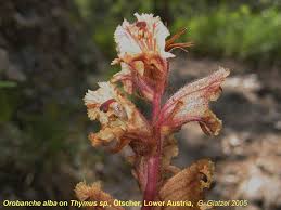 Attēlu rezultāti vaicājumam “Orobanche coerulescens flower”