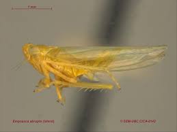 Attēlu rezultāti vaicājumam “Empoasca sp.”