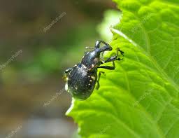 Attēlu rezultāti vaicājumam “Hylobius abietis”