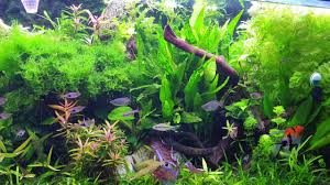 Attēlu rezultāti vaicājumam “Amblystegium serpens”