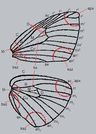 Attēlu rezultāti vaicājumam “Lamellocossus terebra”