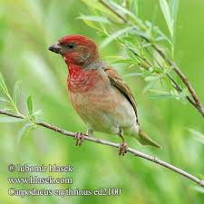 Attēlu rezultāti vaicājumam “Carpodacus erythrinus”
