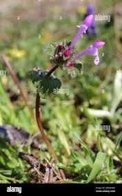 Attēlu rezultāti vaicājumam “Lamium amplexicaule flower”