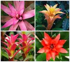 Картинки по запросу гусмания