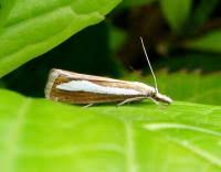 Attēlu rezultāti vaicājumam “Catoptria margaritella”