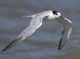 Attēlu rezultāti vaicājumam “Sterna hirundo”