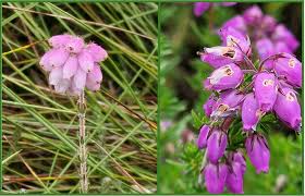 Attēlu rezultāti vaicājumam “Erica tetralix leaf”