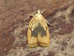 Attēlu rezultāti vaicājumam “Acleris forsskaleana”