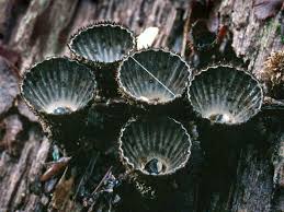 Attēlu rezultāti vaicājumam “Cyathus striatus”