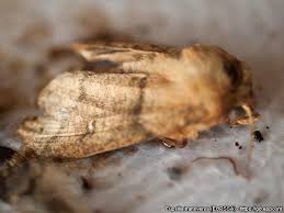 Attēlu rezultāti vaicājumam “Eupsilia transversa”