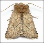 Attēlu rezultāti vaicājumam “Eriopygodes imbecilla”