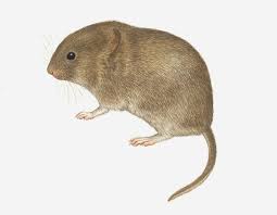 Attēlu rezultāti vaicājumam “Microtus agrestis”