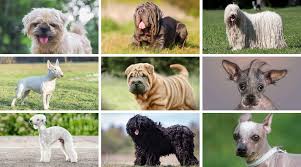 Image result for ugliest dog