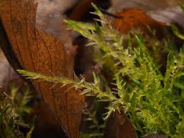 Attēlu rezultāti vaicājumam “Calliergon megalophyllum”