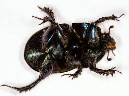 Attēlu rezultāti vaicājumam “Geotrupes”