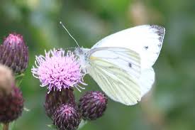 Attēlu rezultāti vaicājumam “Pieris napi male”