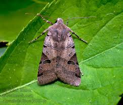 Attēlu rezultāti vaicājumam “Agrochola litura”