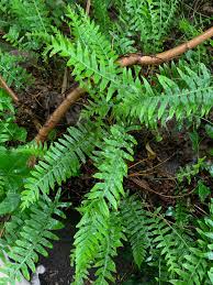 Attēlu rezultāti vaicājumam “Polypodium vulgare”