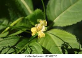 Attēlu rezultāti vaicājumam “Impatiens parviflora flower”