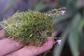 Attēlu rezultāti vaicājumam “Lentibulariaceae”