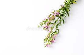 Image result for Ysop