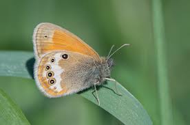 Attēlu rezultāti vaicājumam “Coenonympha glycerion underside”