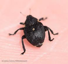 Attēlu rezultāti vaicājumam “Mononychus punctumalbum”