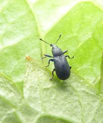 Attēlu rezultāti vaicājumam “Magdalis sp.”