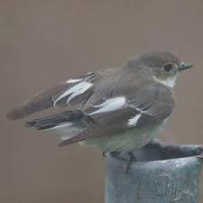 Image result for Ficedula albicollis