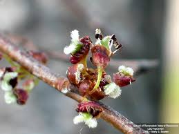 Attēlu rezultāti vaicājumam “Ulmus laevis flower”